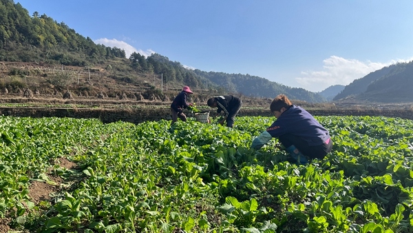 修文縣陽(yáng)明洞街道程官村的蔬菜種植基地。王曉亞攝