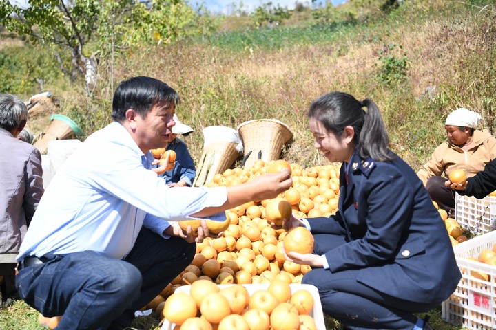 大黃梨基地負(fù)責(zé)人在向稅務(wù)干部介紹采摘情況，張泉輝攝