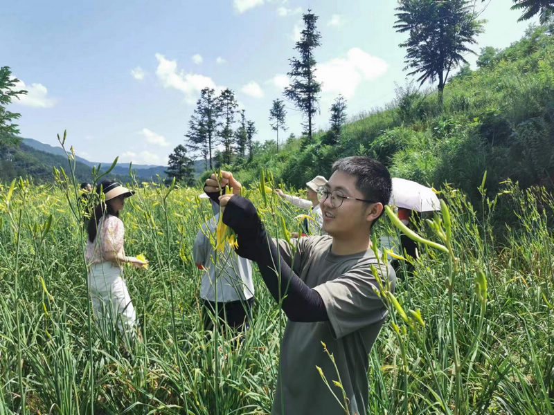 黃花菜長勢良好。