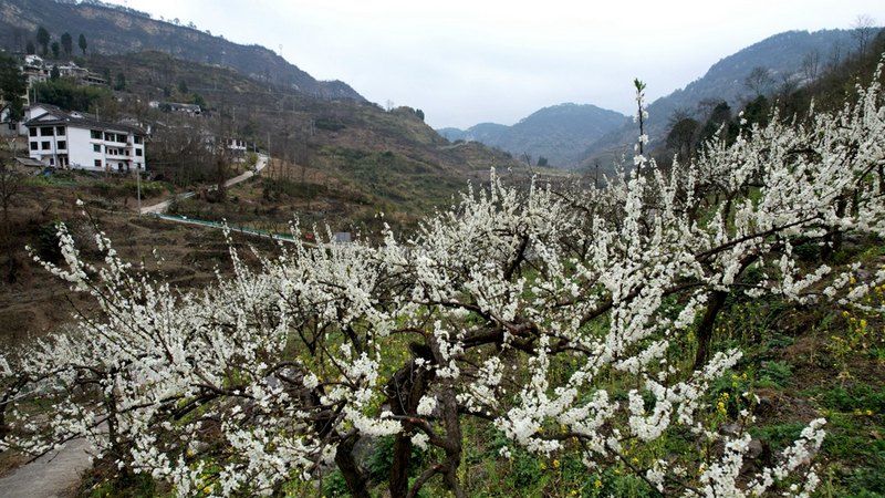 2500余畝“蜈蚣橋蜜李”陸續(xù)步入花期。姜繼恒攝