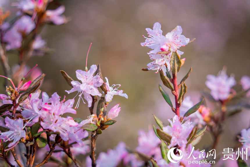 烏蒙大草原內(nèi)盛開的高原矮杜鵑。人民網(wǎng)記者 涂敏攝