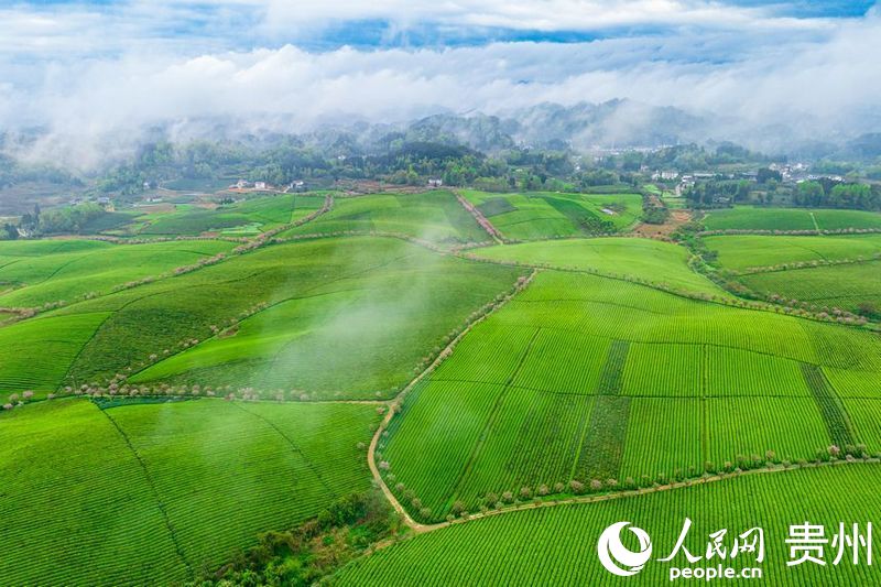 航拍貴州省遵義市湄潭縣的萬畝茶海景區(qū)。人民網(wǎng) 陽茜攝