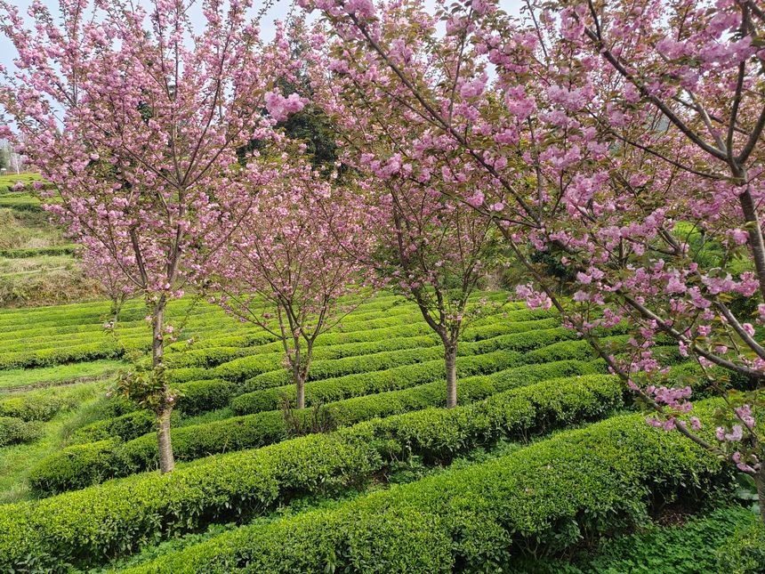 印江縣新寨鎮(zhèn)省級生態(tài)茶葉示范園區(qū)的櫻花競相綻放。