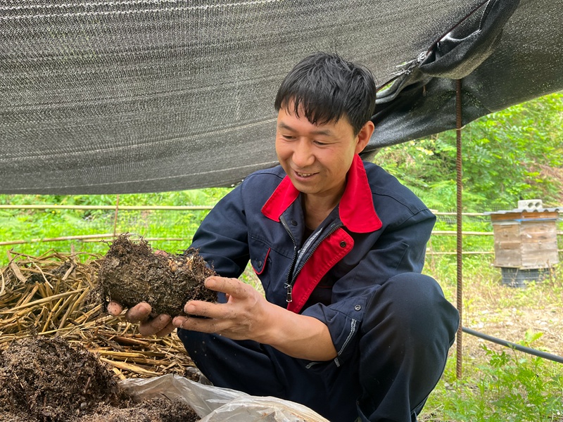 4、葉國江正在查看天麻種長勢。