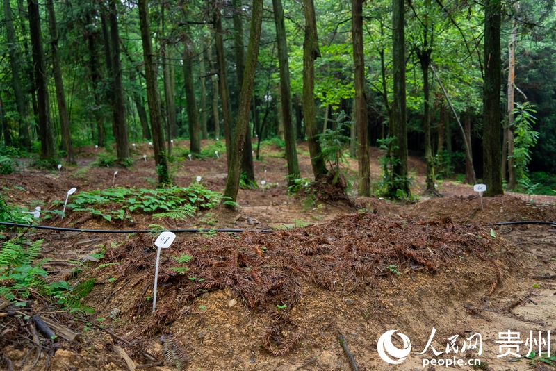 大方縣龍場(chǎng)村林下天麻種植基地一隅。人民網(wǎng)記者 涂敏攝