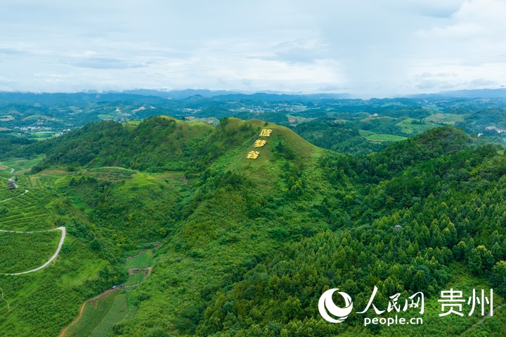 麻江縣藍莓種植基地一隅。人民網(wǎng) 陽茜攝