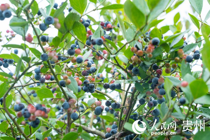 種植基地內(nèi)，一串串飽滿的果實綴滿枝頭。人民網(wǎng) 陽茜攝