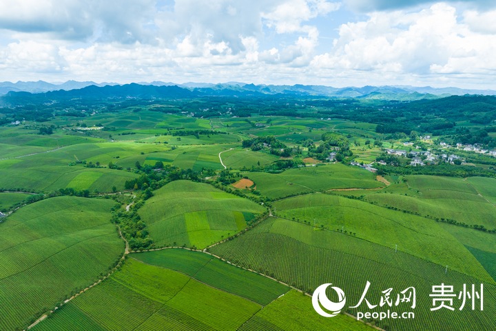 航拍貴州省遵義市湄潭縣的萬畝茶海景區(qū)。人民網(wǎng) 陽茜攝