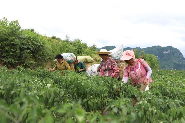 圖為印江自治縣新寨鎮(zhèn)棬子村椒農(nóng)正在采收青椒。 梅亞軍攝