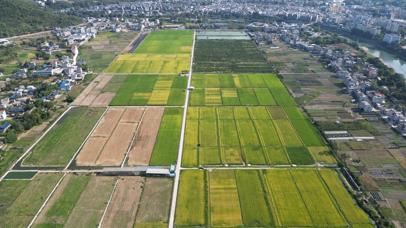 航拍思南縣塘頭鎮(zhèn)機場壩水稻種植基地 2（孫磊 攝）.JPG