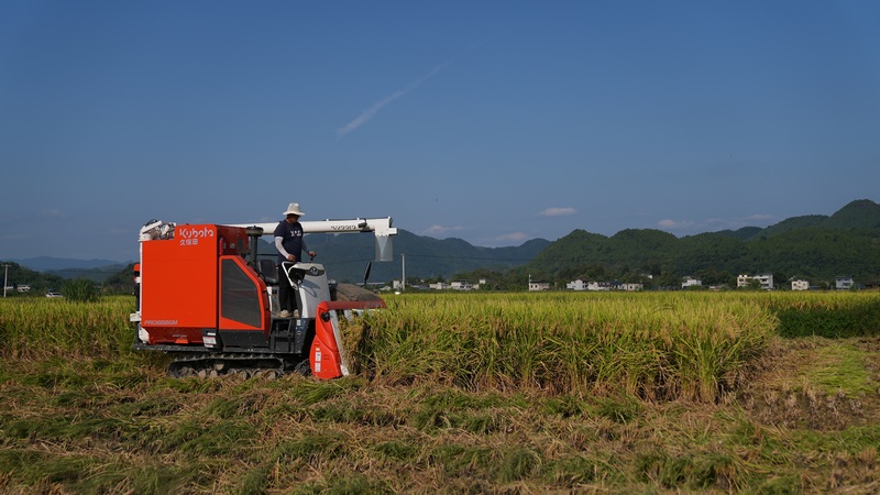 機械化收割水稻 3（孫磊 攝）.JPG