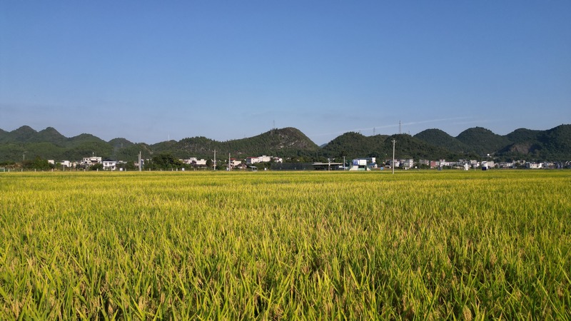 思南塘頭水稻豐收 2（孫磊 攝）.JPG