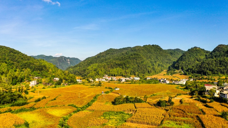 下壩村高粱種植基地.jpg