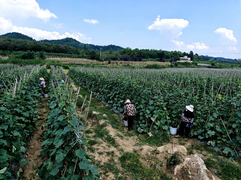 黃瓜基地一角