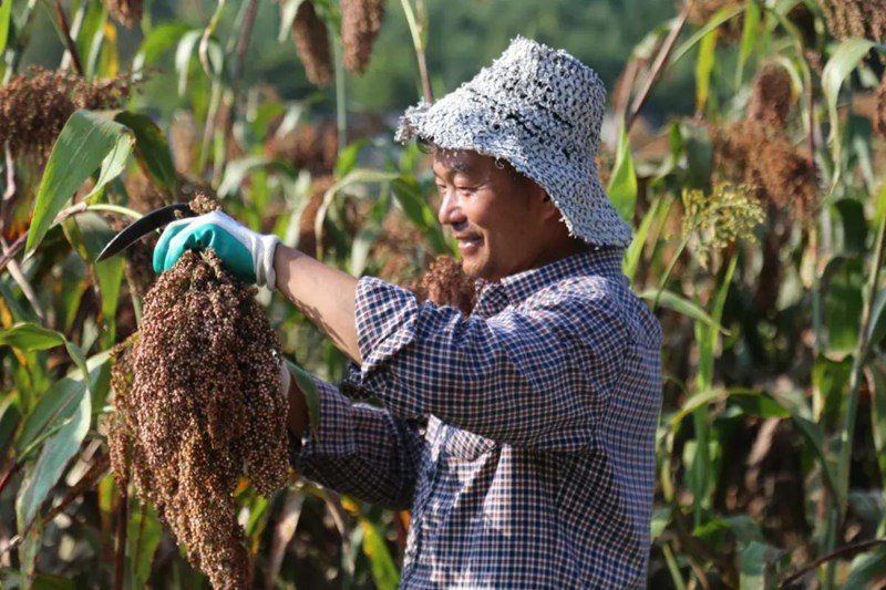 村民在收割高粱。張晶攝