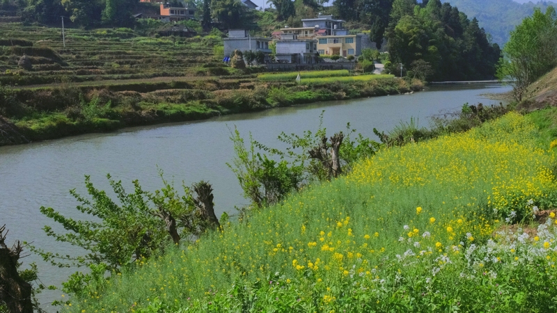 水清岸綠的偏巖河岸  蔡正玲  攝