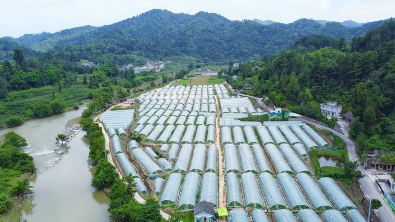 偏巖河一岸的西瓜基地   蔡正玲  攝