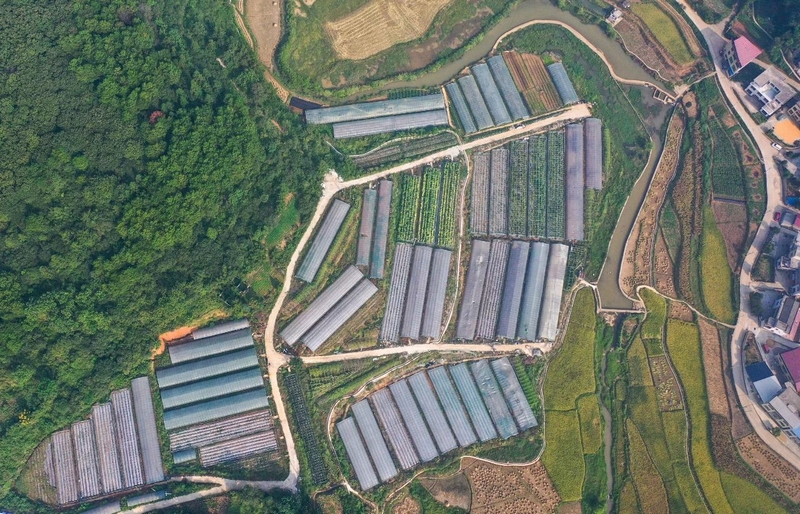 航拍玉露村大棚蔬菜種植基地