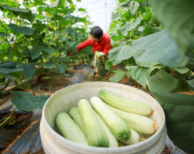 大棚蔬菜競“鮮”上市