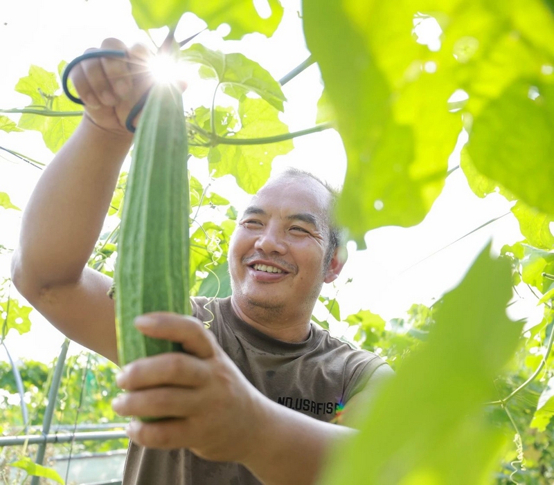 采摘成熟的蔬菜