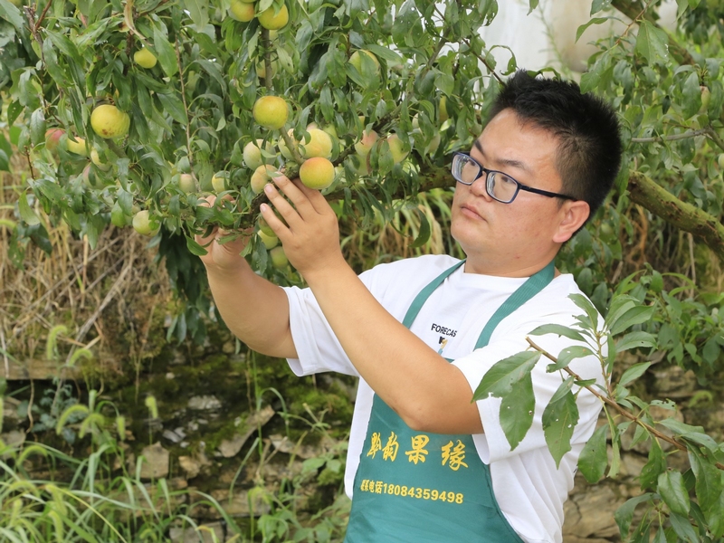 往年，晚香脆李畝產(chǎn)量在2500斤至3000斤之間，批發(fā)價(jià)每斤15元左右 修文縣融媒體中心李宇 攝