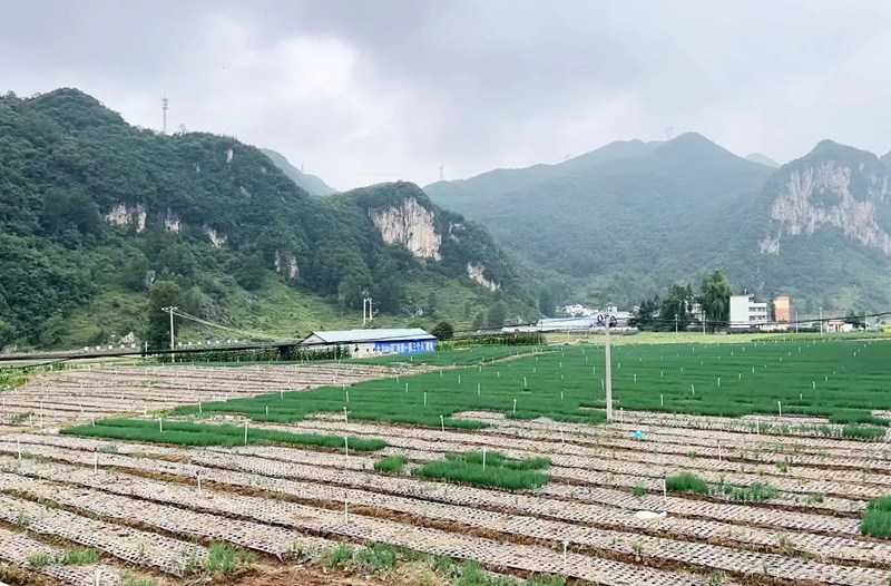 香蔥種植基地。