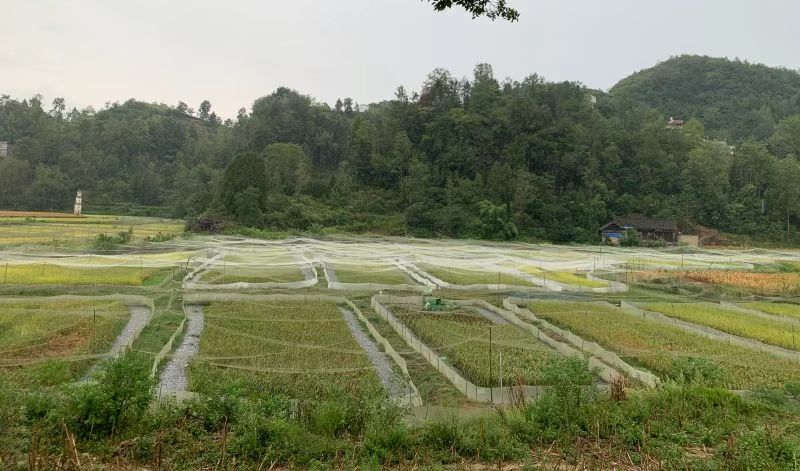 桂林村“稻+蛙”種養(yǎng)基地