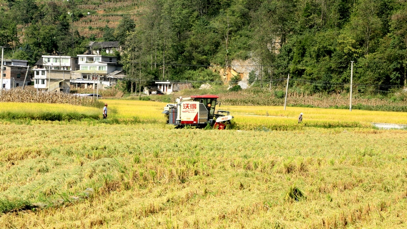 修文縣六屯鎮(zhèn)長田村村民們正趁著好天氣，通過購買服務(wù)的方式，請(qǐng)合作社用機(jī)器收割水稻，以確保稻谷顆粒歸倉 修文縣融媒體中心查姜維 攝