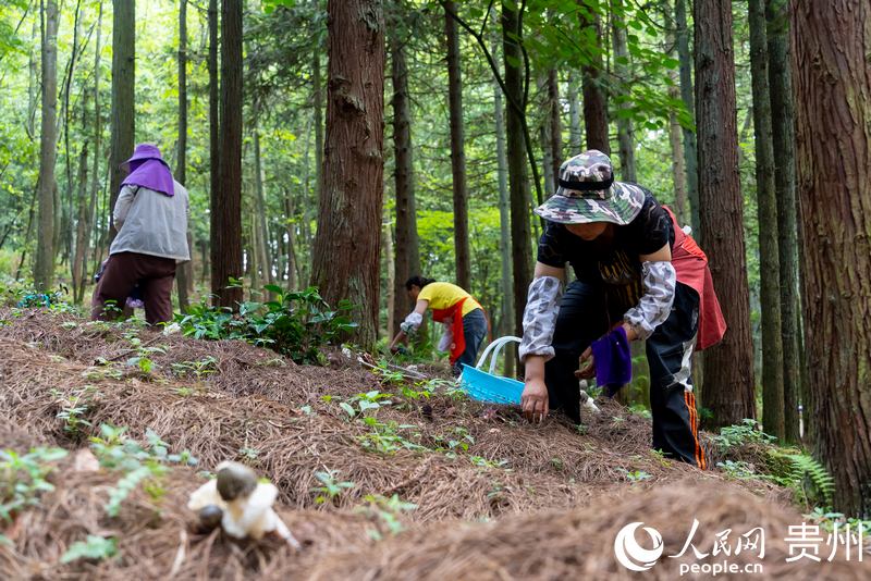 納雍縣國有化作林場內(nèi)，村民們正在采收成熟的紅托竹蓀。人民網(wǎng)記者 涂敏 攝 .jpg