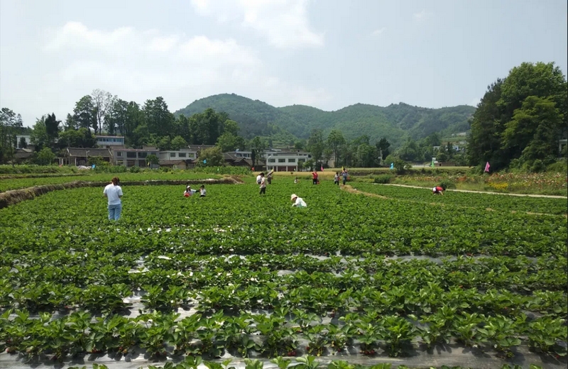 3 圖為甕安縣玉山鎮(zhèn)白花村種植基地。