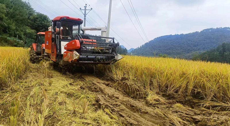 圖為：收割機(jī)收割水稻。