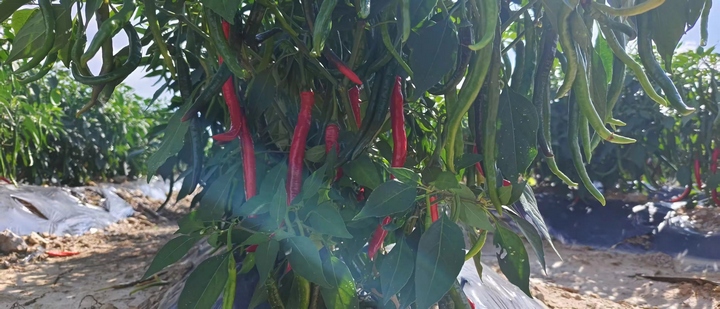 石阡縣花橋鎮(zhèn)梁家屯村的辣椒種植基地。