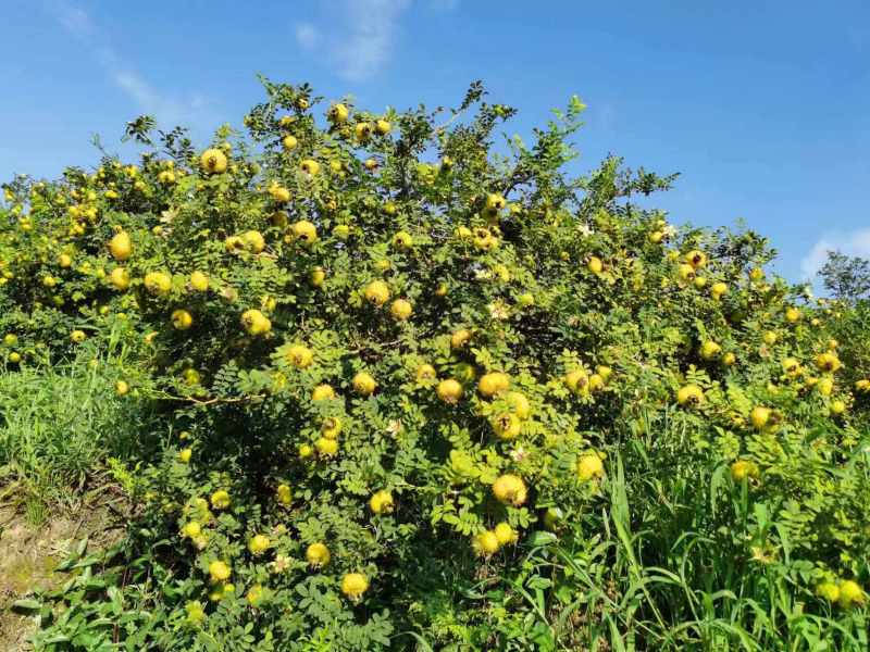 圖為建中鎮(zhèn)白沙村刺梨基地。李菊攝