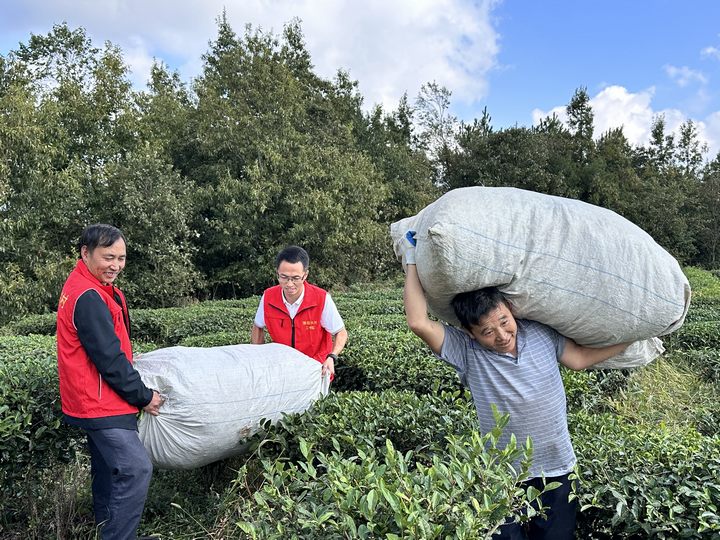 黨員干部協(xié)助群眾采收搬運茶葉。