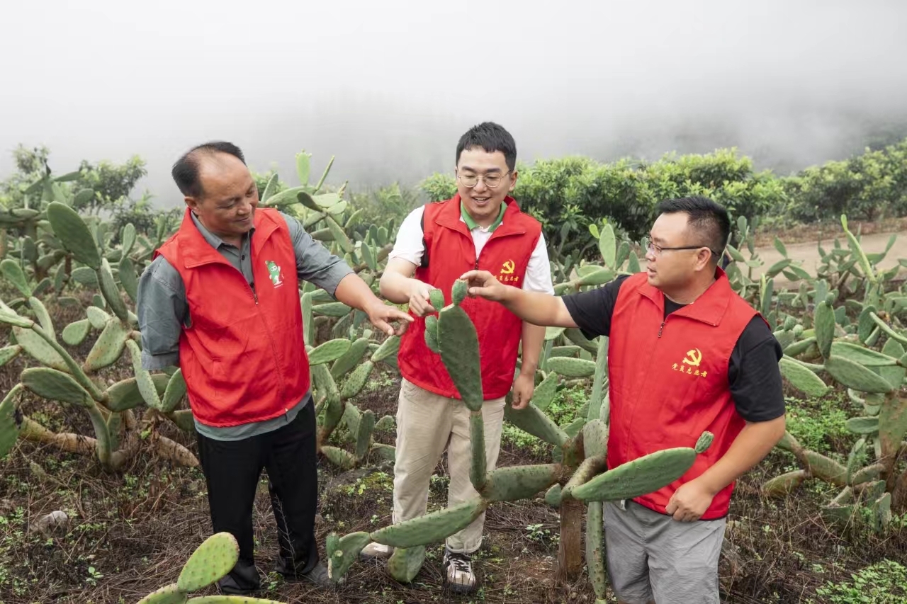 圖為募龍村村兩委及駐村工作隊(duì)員到仙人掌基地幫助查看仙人掌生長(zhǎng)情況。