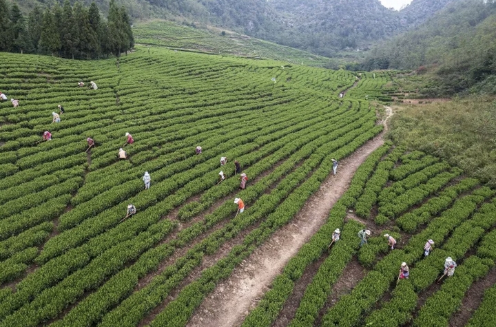 郭家田茶葉基地。 聶康攝