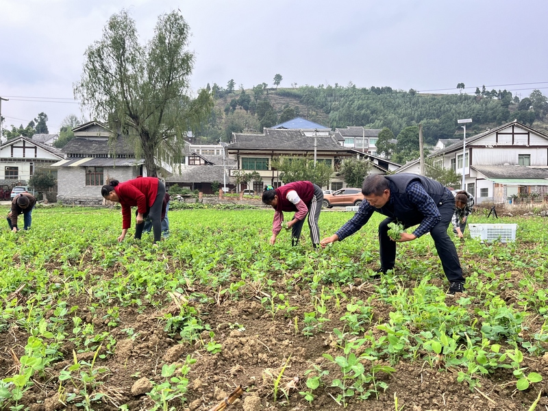 村民正在采摘豌豆尖