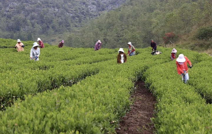 茶農(nóng)在茶園開展管護(hù)工作。 楊再發(fā)攝