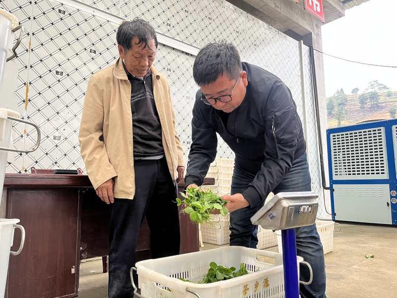 蔬菜集團工作人員正在查看采摘豌豆尖的質(zhì)量