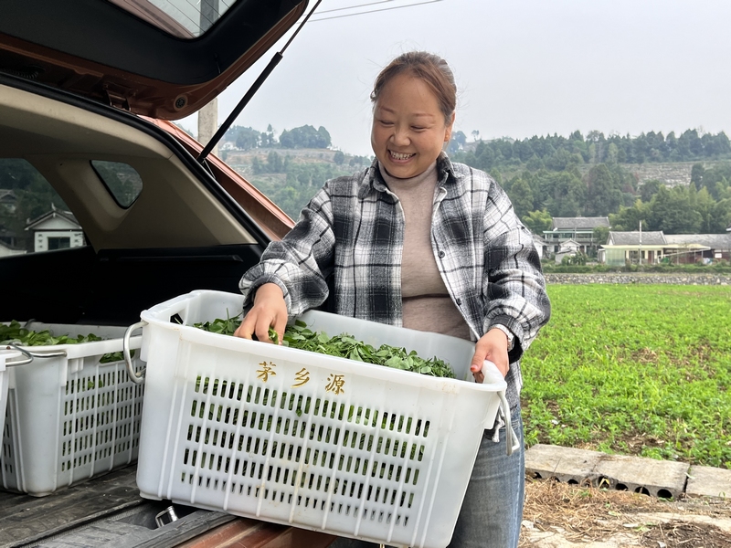 李小偉把采摘好的豌豆尖搬運上車