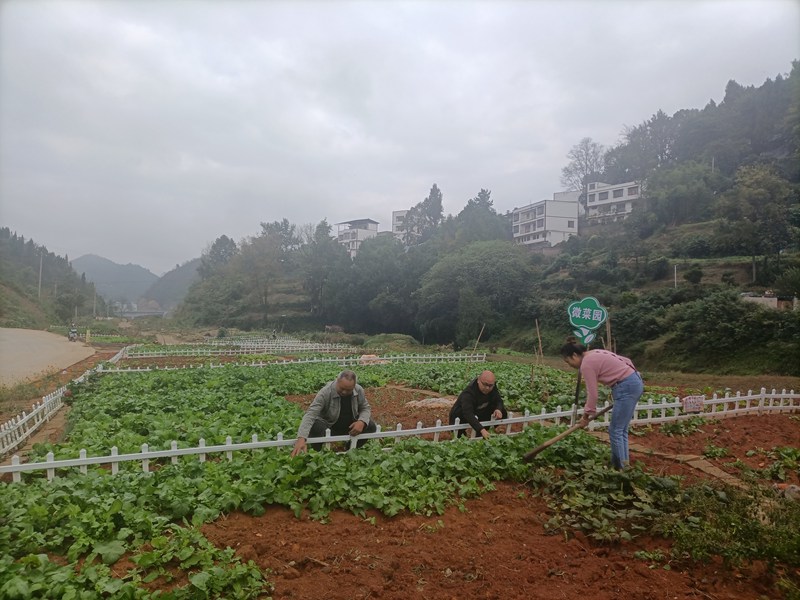 微菜園一角。